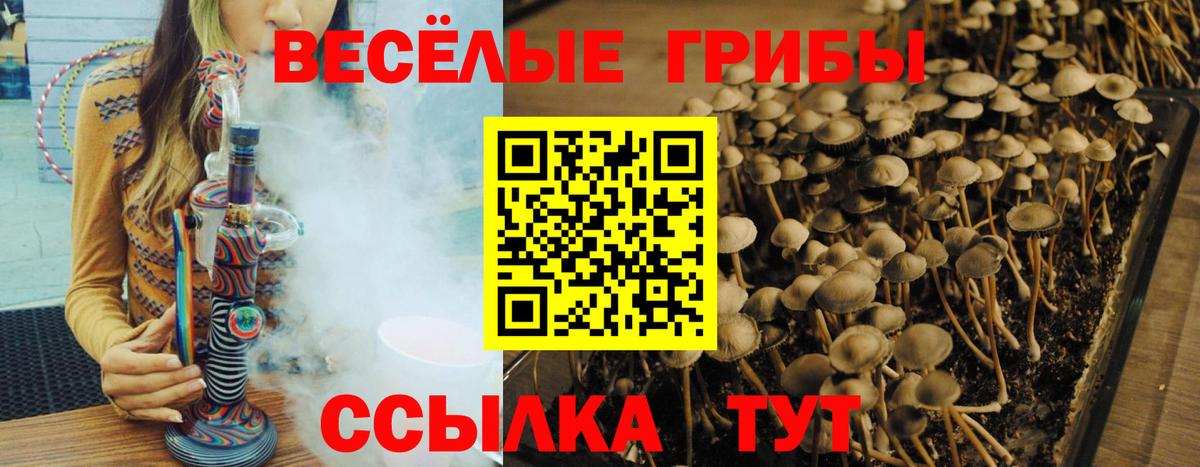 Псилоцибиновые грибы прущие грибы  Псилоцибиновые грибы прущие грибы  Вход с VPN  Грозный 